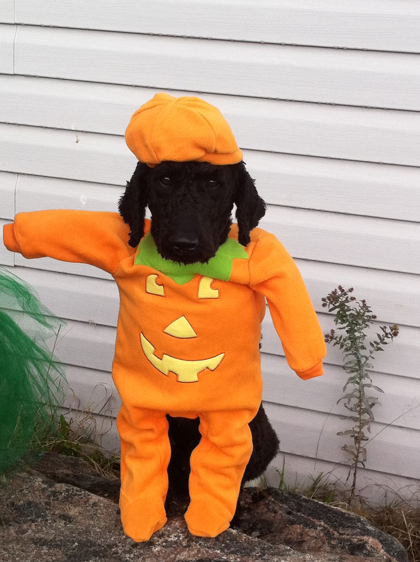 Dressing up my dog at Halloween idea